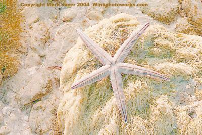 Star Of The Keys by Markjay