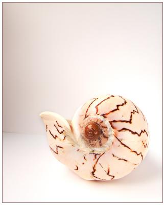 The Zig-Zag Shell  by mlynn