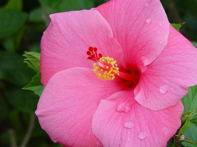 Rainy-day Beautyby Bev Brink