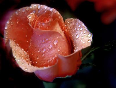Raindrops on Roses...by Moti