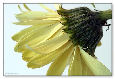 8th(tie)Gerbera