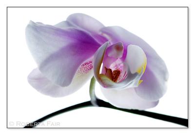 6th(tie)Orchid