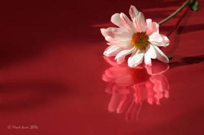 6th(tie)Dream Daisy