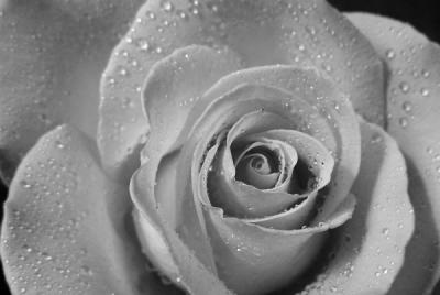 A rose that needs no color