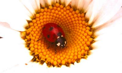 Ladybug home