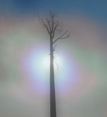 Winter Illuminated.jpg