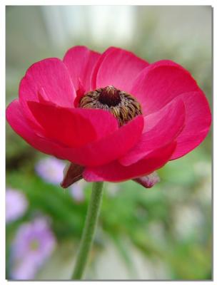 Spring Anemoneby Netgarden