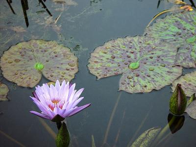 Water Flowerby Bernie Lofaso