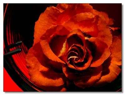 'Rose Window'by MFC