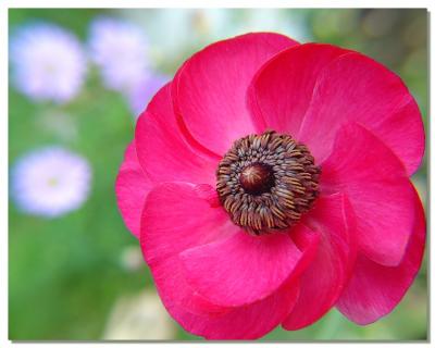 Natural light of anemoneby Netgarden