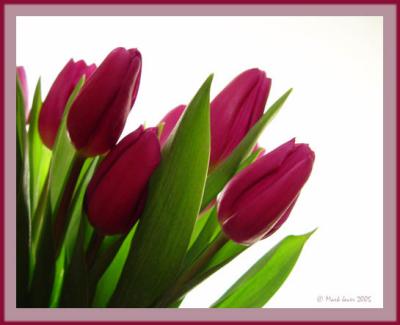 Tulips Delight