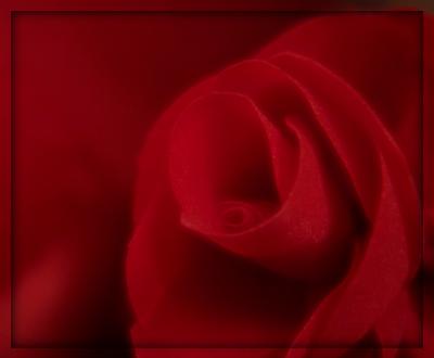 soft rose