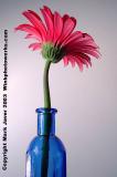 <b>My Gerbera</b><br><font size=5>by Mark J</font>