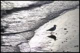 <B>Seagull</B><BR>*<FONT size=2>Ann Chaikin</FONT>