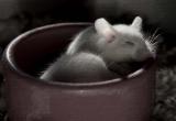Sweet Dream by Antoine