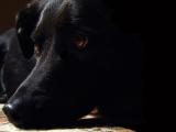<b>Fade To Black</b><br>by dave v
