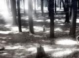 <b>5th Place (tie): <br>lost?</B><BR><font size=1> by Harry Behret