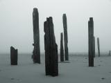 <b>Still Standing</b><br>by Steve Cheetham