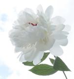 <B>5th Place (tie): <br>My Peony</B><BR><FONT size=2>by joandaniel</FONT>