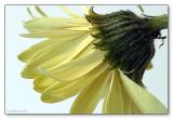 <b>8th(tie)<br>Gerbera</b>