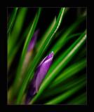 <b>3rd<br>First Sign of Spring</b><br>by MFC
