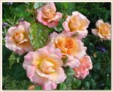 English Sonnet<br>by Netgarden