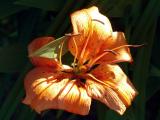 DayLily deLight <br>by Keith T.