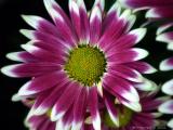 natures artwork