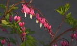 Bleeding Heart