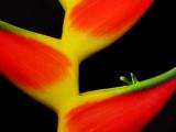 Flower Power 0001.jpg