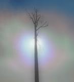 Winter Illuminated.jpg