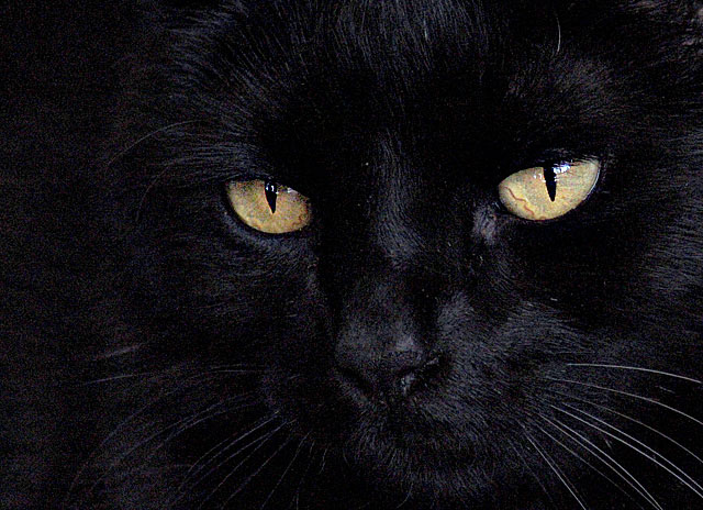 cats eyes by Katherine Kenison