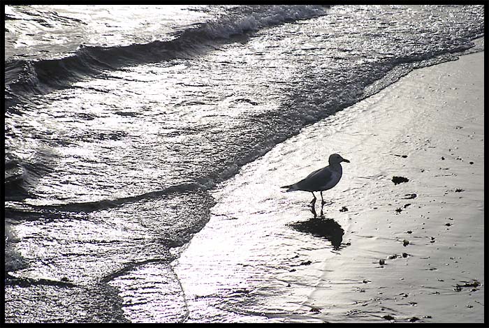 <B>Seagull</B><BR>*<FONT size=2>Ann Chaikin</FONT>
