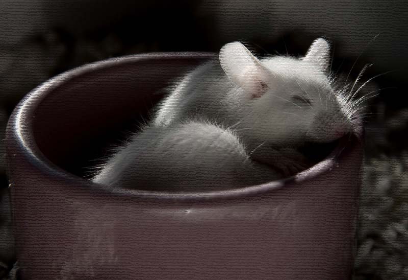 Sweet Dream by Antoine