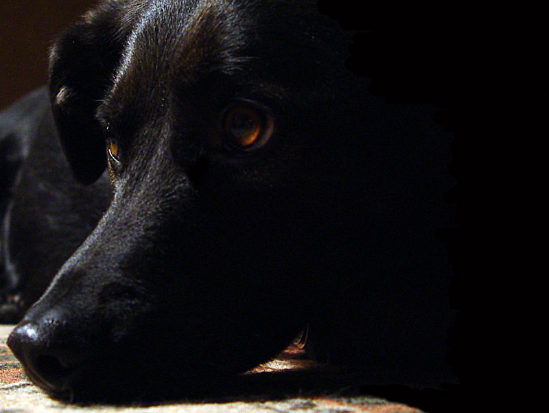 <b>Fade To Black</b><br>by dave v