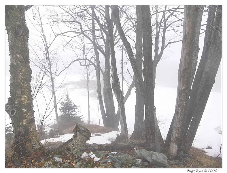 Misty Hollow ... *  by Bee