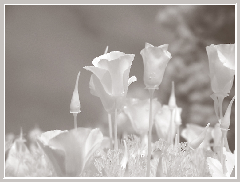 california poppies<br>by Michael Puff