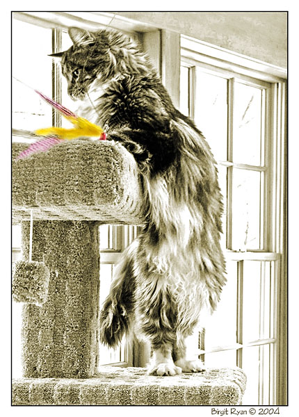The Toy ... *  by Bee