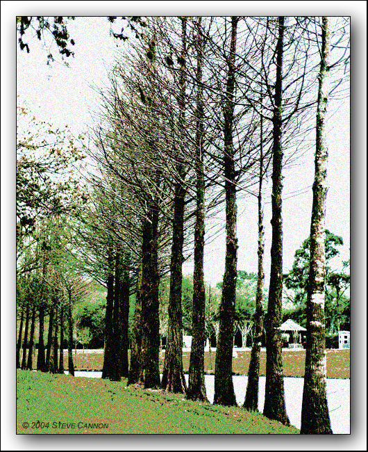 <B>Along the Bank*</B><BR><FONT size =2>Steve Cannon</FONT>