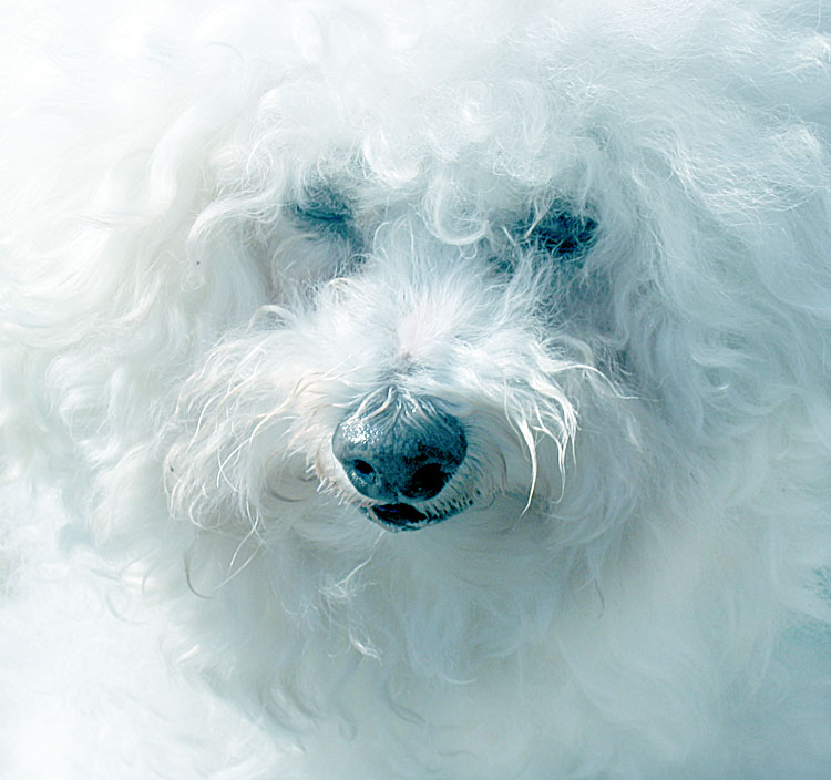<B>Bad hair day</B><BR><FONT size=2>*by Penelope</FONT>