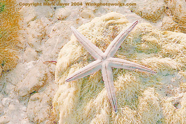 <B>Star Of The Keys </B><BR><FONT size=2>by Markjay</FONT>