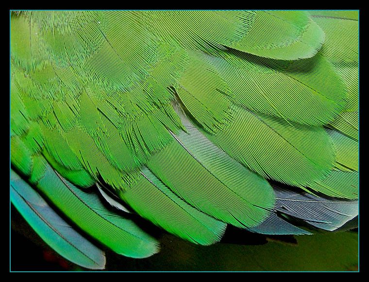 <b>10th</b><br>Wing