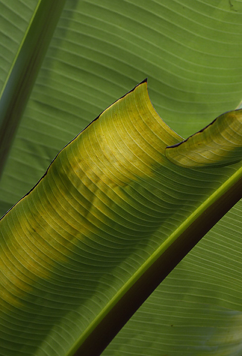 Palm at dusk