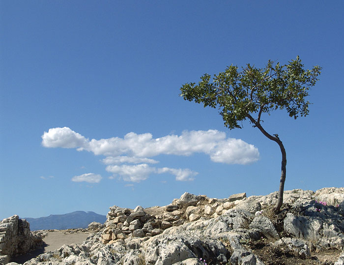Mycenae<br>not for voting