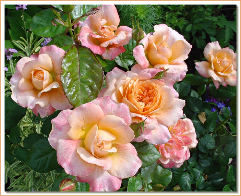 English Sonnet<br>by Netgarden