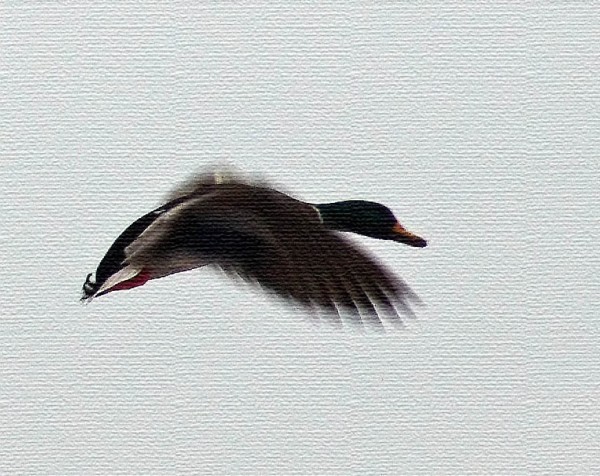 Waterfowl  on Canvas<br>by Norbert