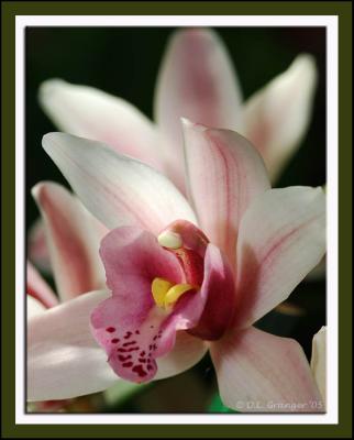 Orchid_D2X0559.jpg