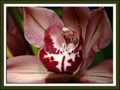 Orchid_d2x0562.jpg