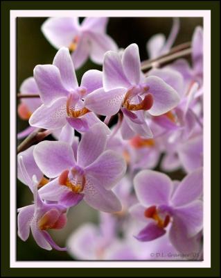 Orchid_dsc7877.jpg