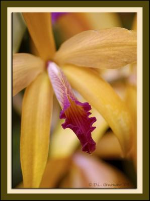 u42/stl_don/medium/40644672.Orchid_dsc7890.jpg
